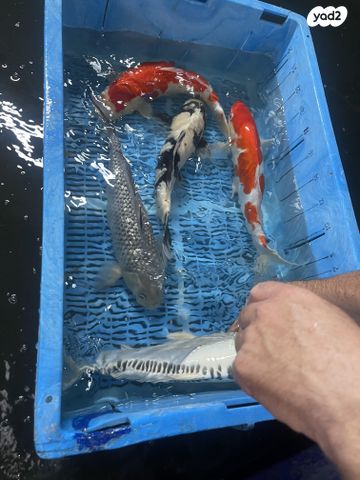 דג דגי מים קרים