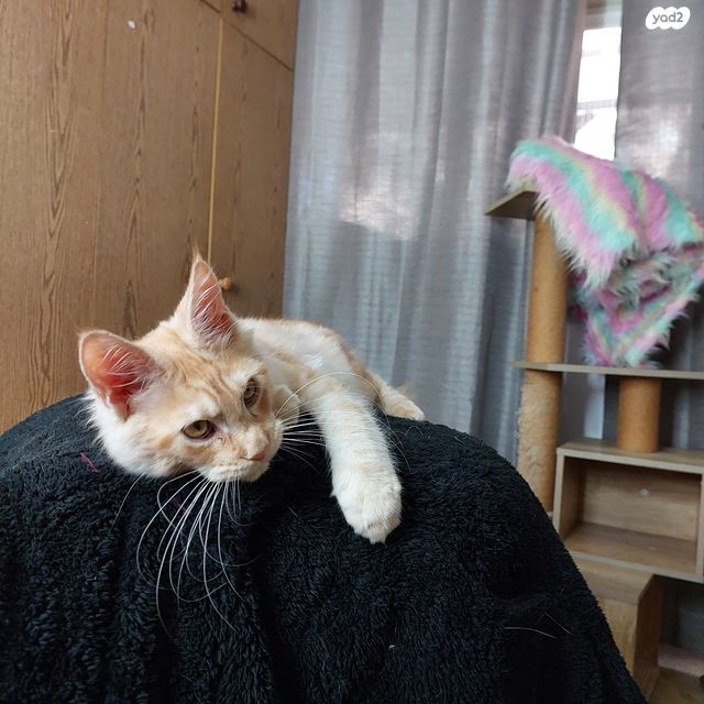 חתול מיין קון