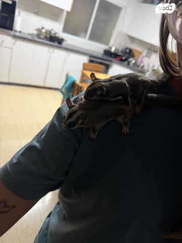 מכרסם סנאי מעופף \ שוגר