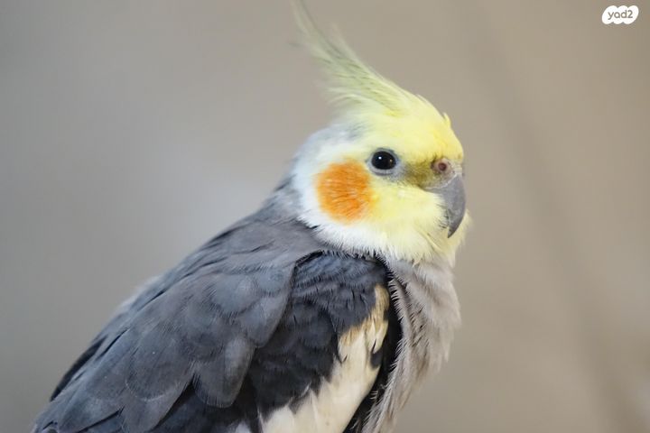 תוכי קוקוטייל