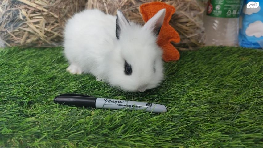 מכרסם ארנב ננסי