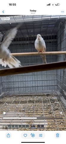 תוכי פרקיטים אוסטרלים