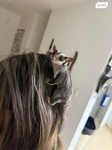 מכרסם סנאי מעופף \ שוגר