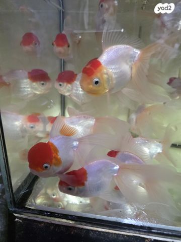 דג דגי מים קרים