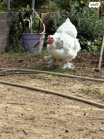 חיית משק רוד איילנד