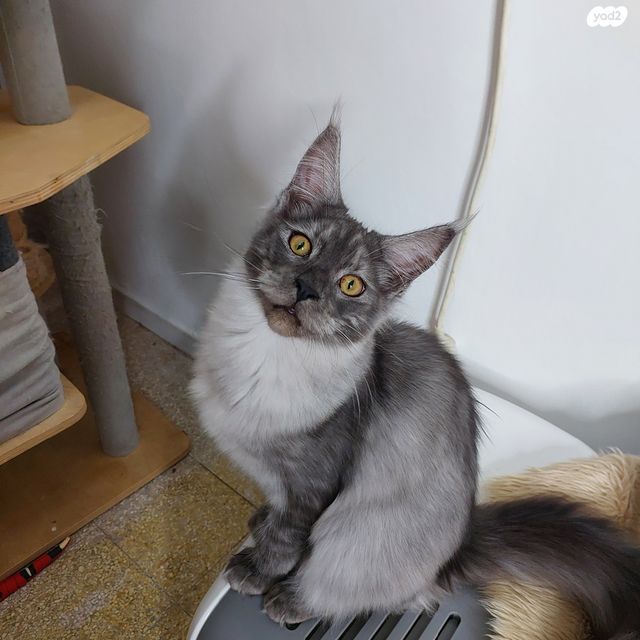 חתול מיין קון