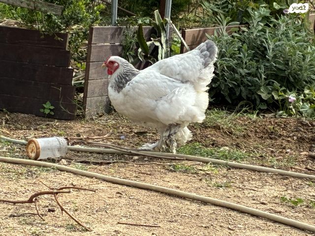 חיית משק רוד איילנד