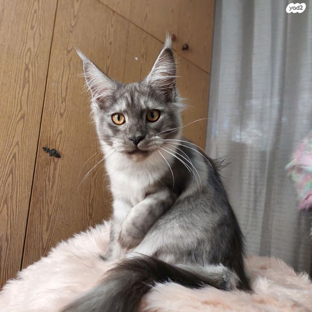 חתול מיין קון