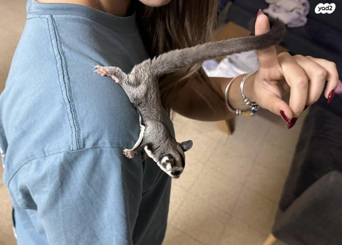 מכרסם סנאי מעופף \ שוגר