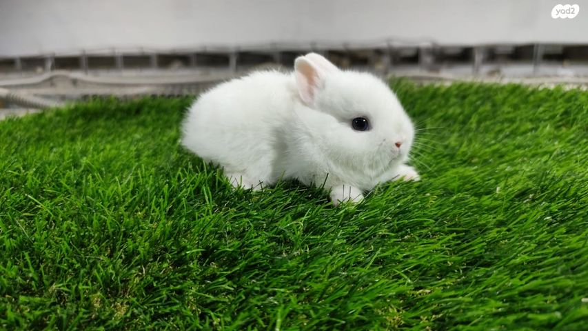 מכרסם ארנב ננסי