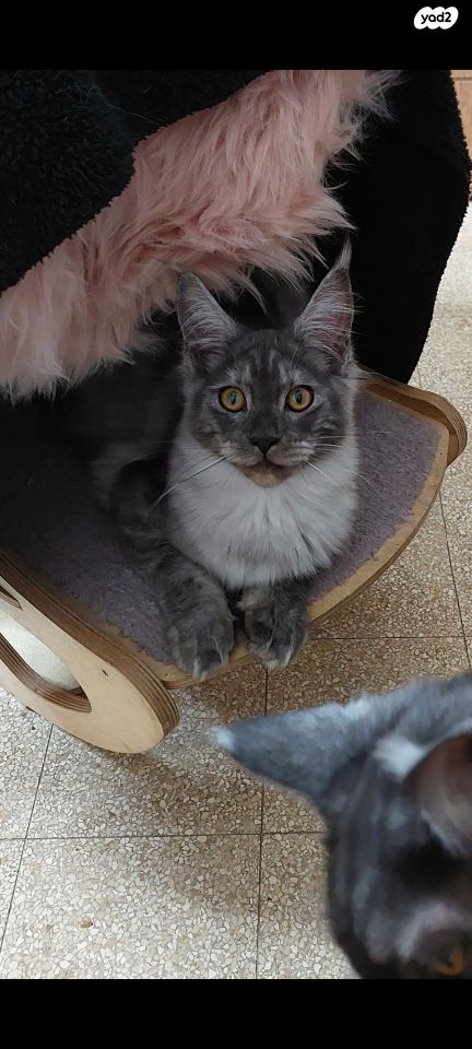 חתול מיין קון