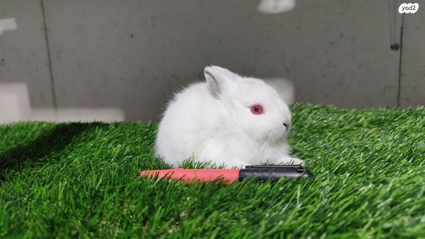 מכרסם ארנב ננסי