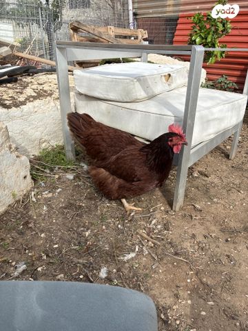 חיית משק רוד איילנד