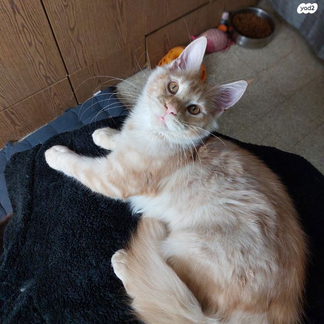 חתול מיין קון