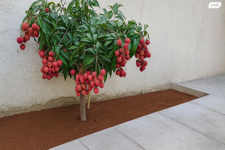 דירה, בעל העקידה 12, שפירא, תל אביב יפו