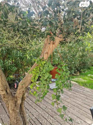 בית פרטי/ קוטג', הוותיקה, צור הדסה