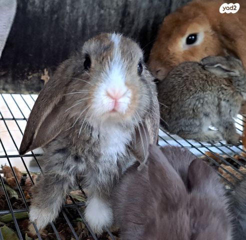 מכרסם ארנב ננסי