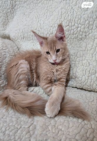 חתול מיין קון