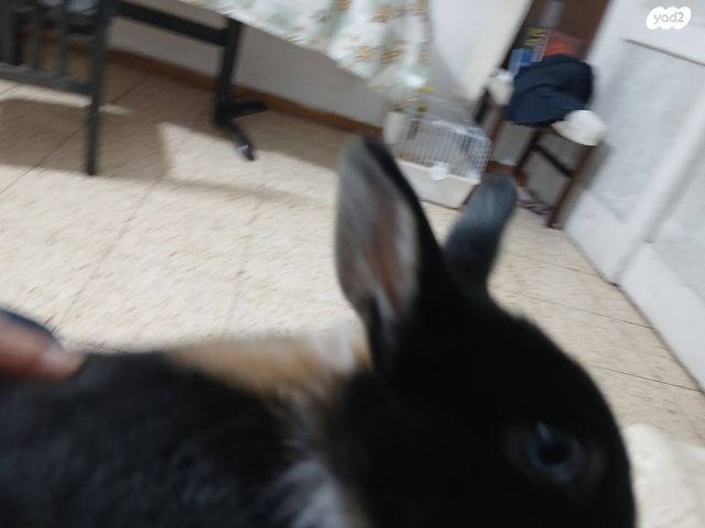 מכרסם ארנב ננסי