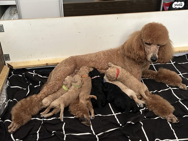 תמונת מודעה - חיות מחמד