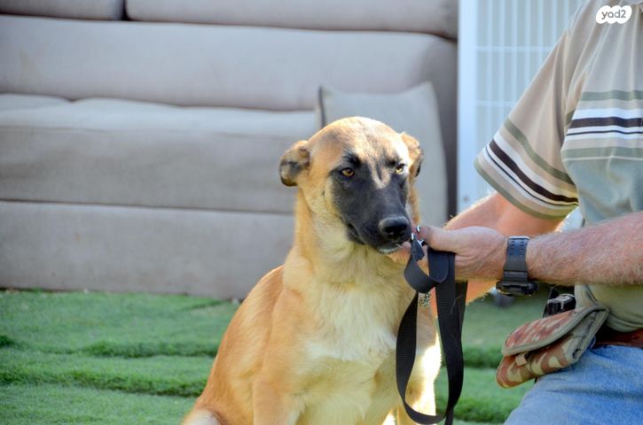 תמונת מודעה - חיות מחמד