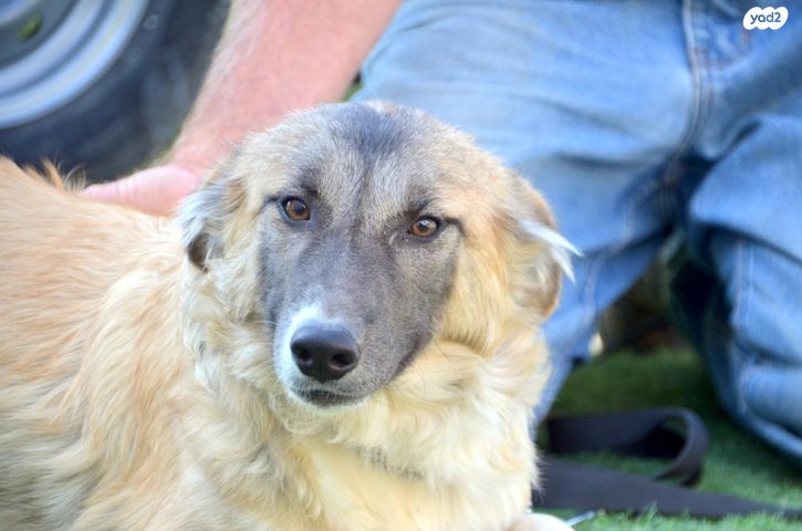 תמונת מודעה - חיות מחמד