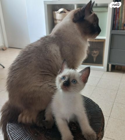 תמונת מודעה - חיות מחמד