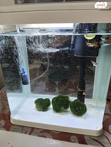 תמונת מודעה - חיות מחמד