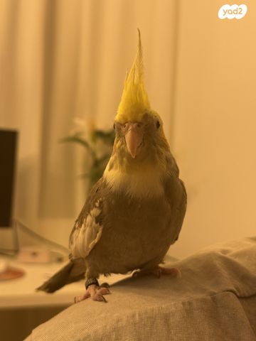 תמונת מודעה - חיות מחמד