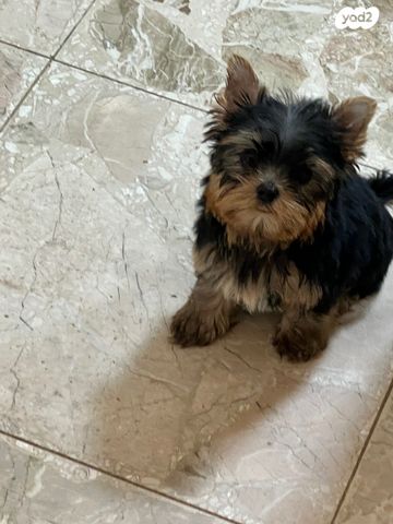 תמונת מודעה - חיות מחמד