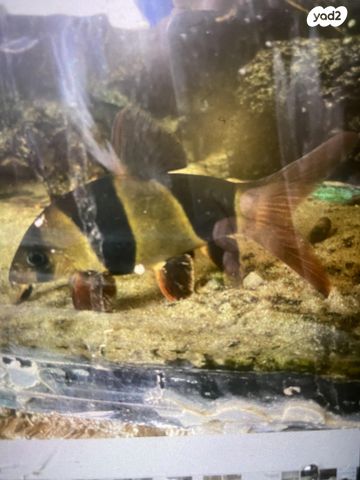 תמונת מודעה - חיות מחמד