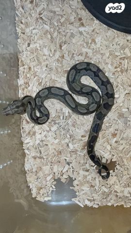 תמונת מודעה - חיות מחמד