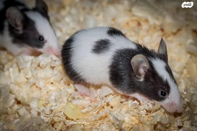 תמונת מודעה - חיות מחמד