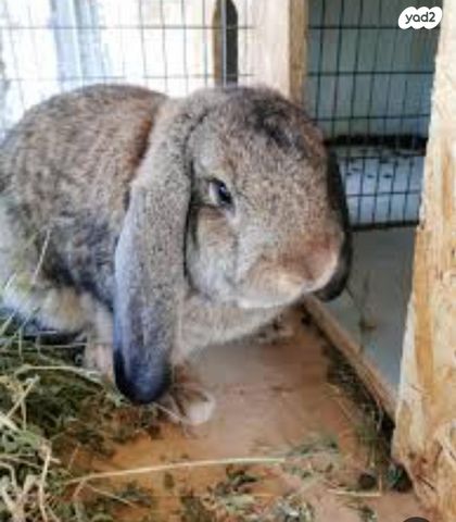 תמונת מודעה - חיות מחמד