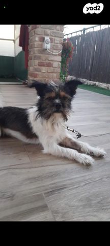 תמונת מודעה - חיות מחמד