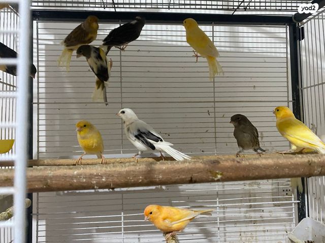 תמונת מודעה - חיות מחמד