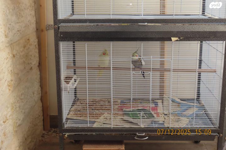 תמונת מודעה - חיות מחמד