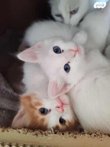 תמונת מודעה - חיות מחמד