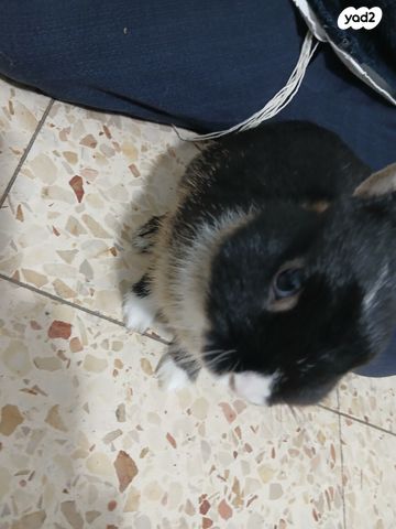 תמונת מודעה - חיות מחמד