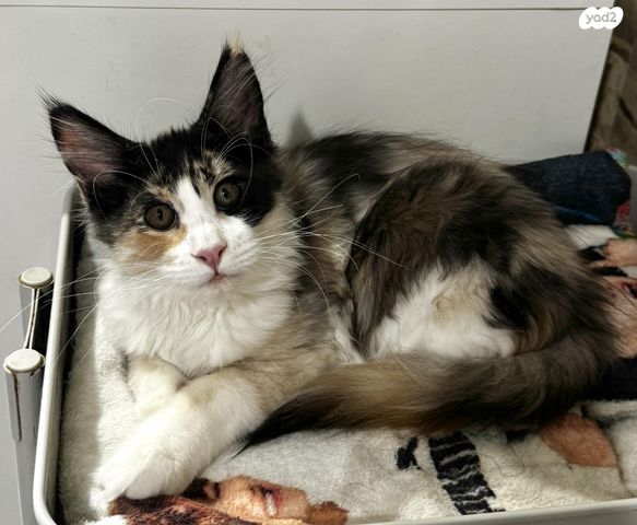 תמונת מודעה - חיות מחמד