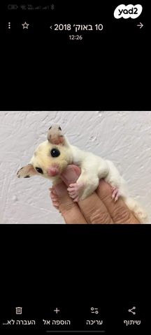 תמונת מודעה - חיות מחמד