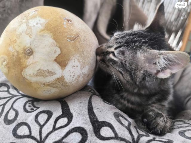 תמונת מודעה - חיות מחמד