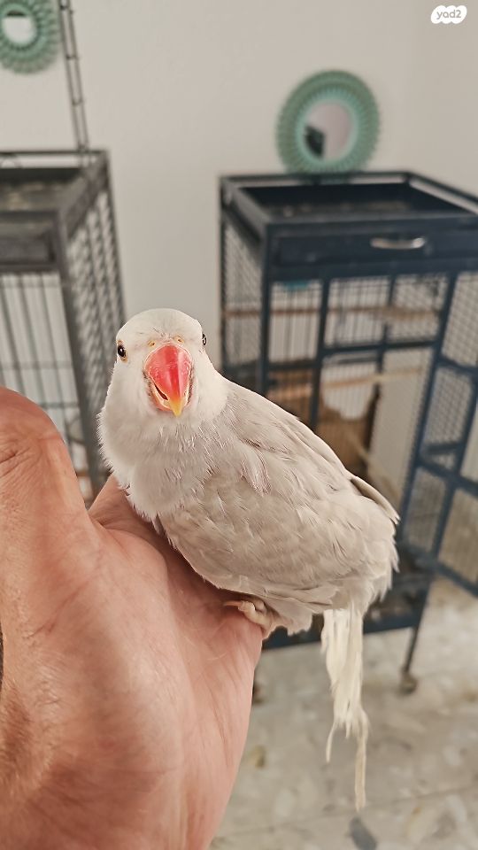 תמונת מודעה - חיות מחמד