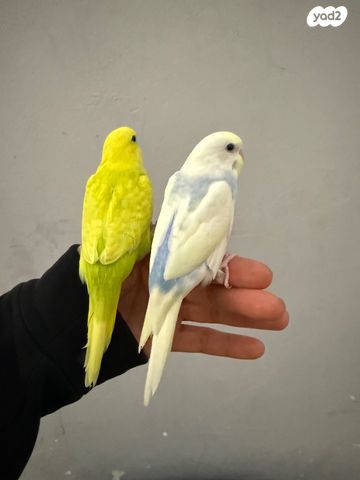 תמונת מודעה - חיות מחמד