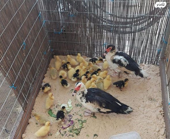 תמונת מודעה - חיות מחמד