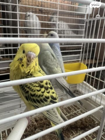 תמונת מודעה - חיות מחמד