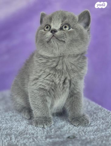 תמונת מודעה - חיות מחמד