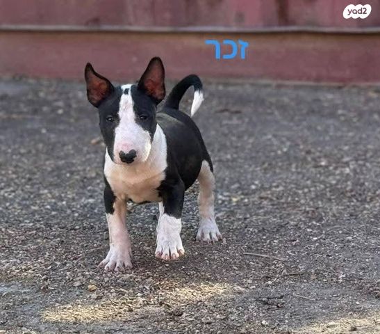 תמונת מודעה - חיות מחמד