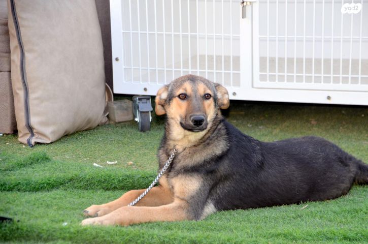 תמונת מודעה - חיות מחמד