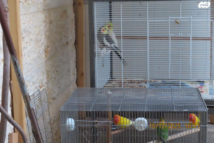 תמונת מודעה - חיות מחמד